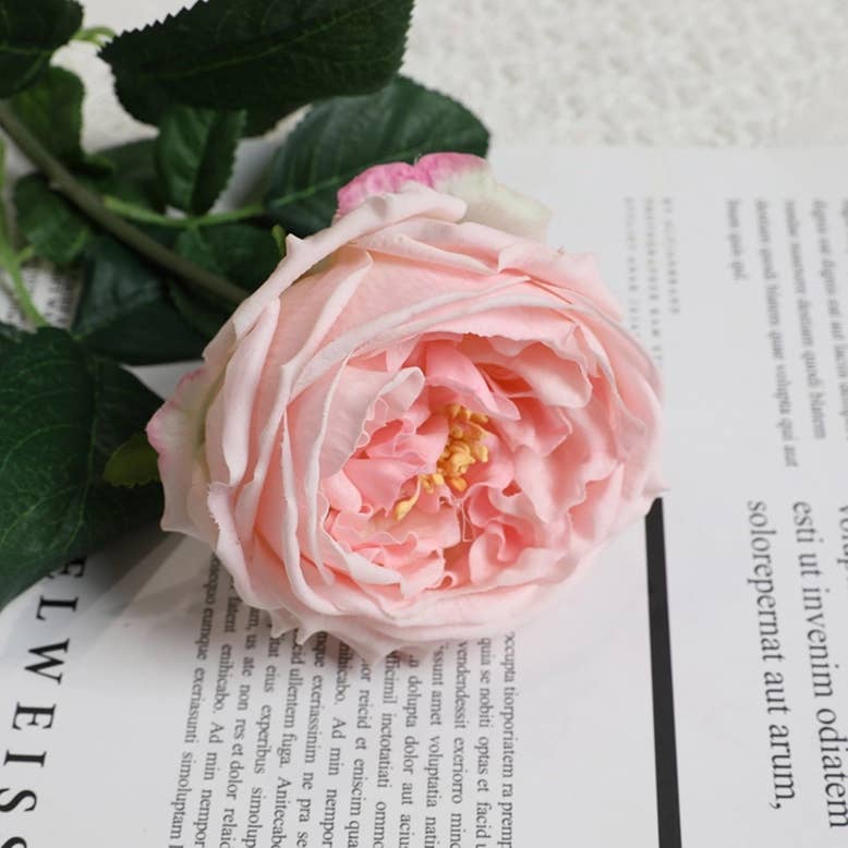 17"Premium Real touch English Austin Cabbage Rose Stem: Pure White