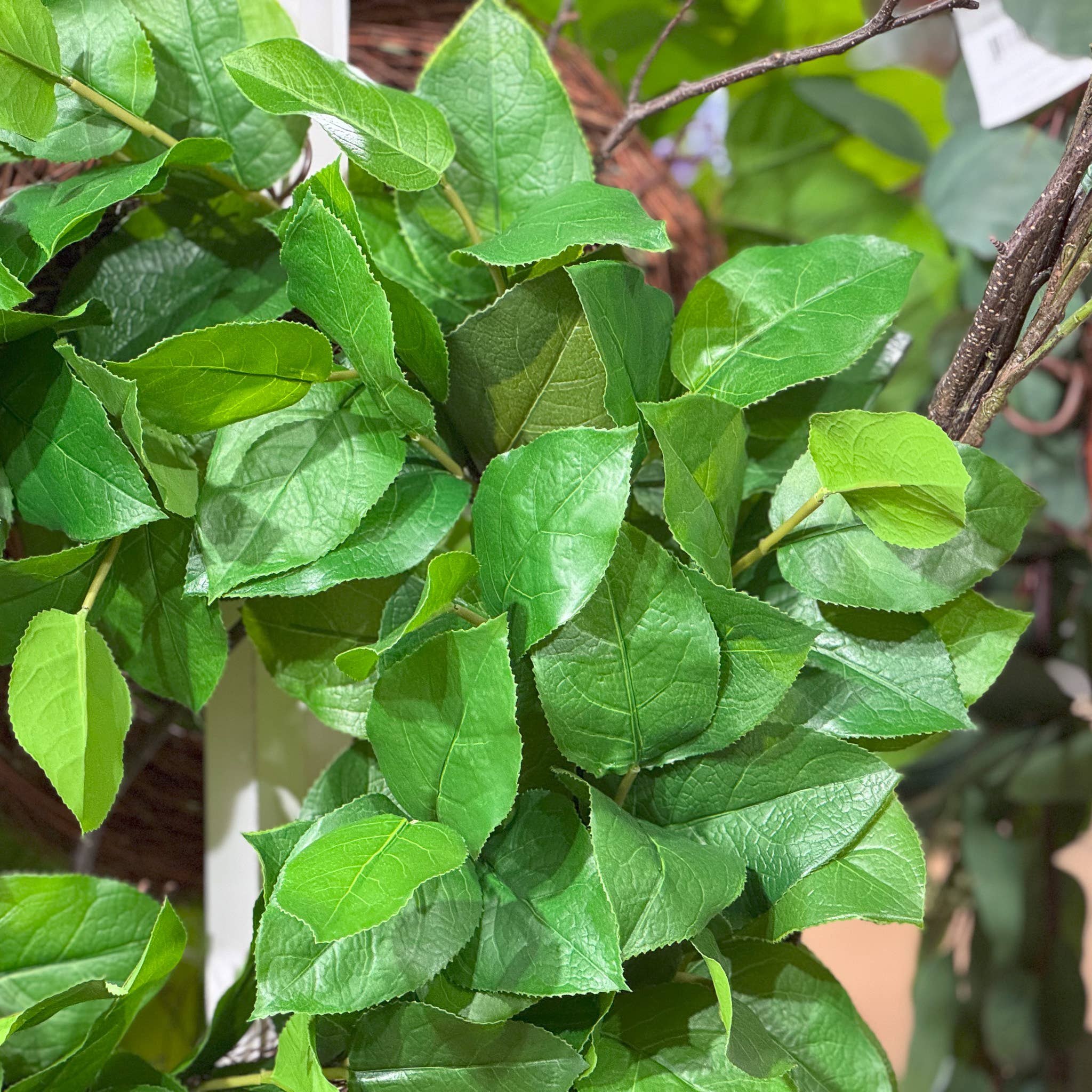 Salal Leaf Wreath - 28 Inch