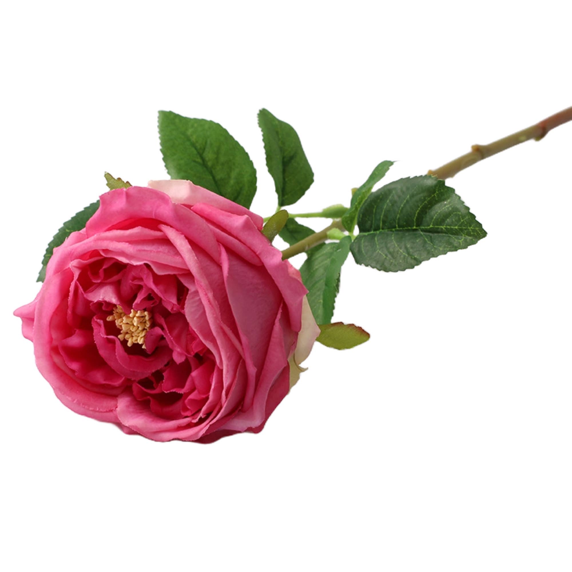 17"Premium Real touch English Austin Cabbage Rose Stem: Light Champagne