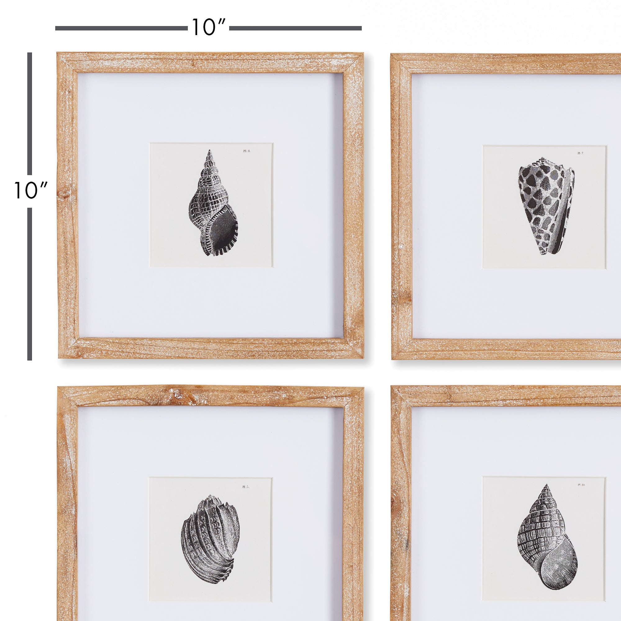 SEASHELL PETITE PRINTS, SET OF 4