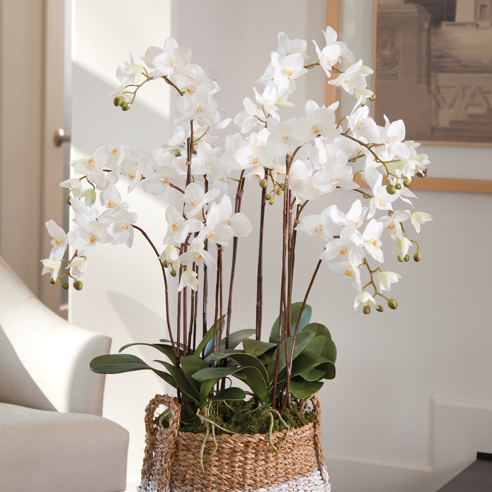 PHALAENOPSIS ORCHID DROP-IN 36"