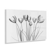 Crocus X Ray Floral Floating Acrylic Art by The Creative Bunch Studio