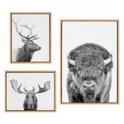 Sylvie Sylvie Bison Portrait Black and White, Stag Profile, and Moose Framed Canvas Art Set by Amy Peterson Art Studio