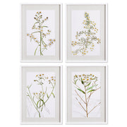 Daisy Prints, Set Of 4